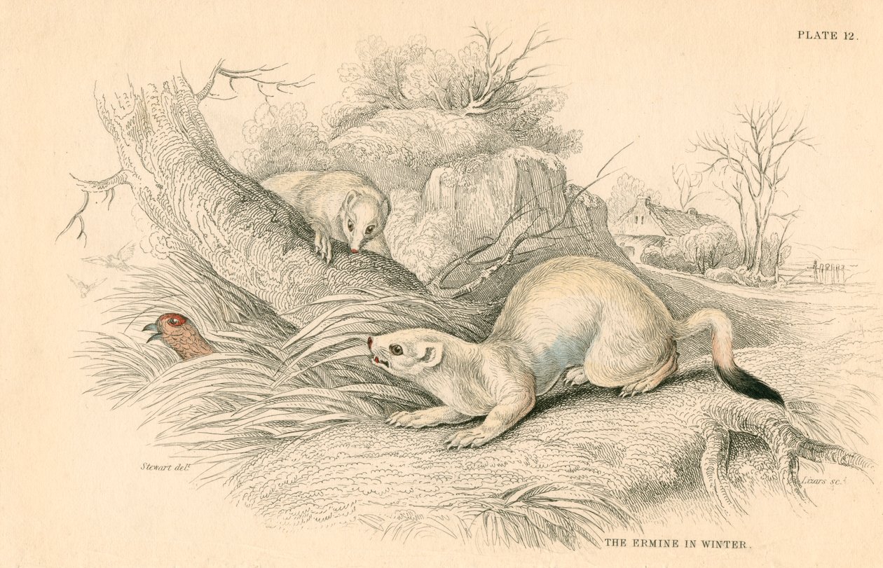 स्टोट मस्टेला erminea, वेसल परिवार के सदस्य, 1828 द्वारा अज्ञात