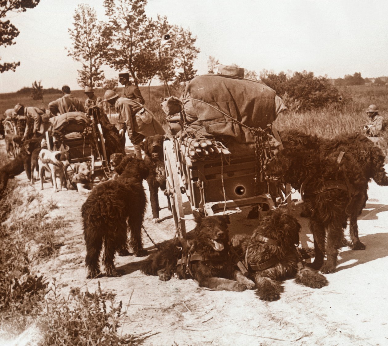 आपूर्ति कुत्तों, c1914-c1918 द्वारा अज्ञात