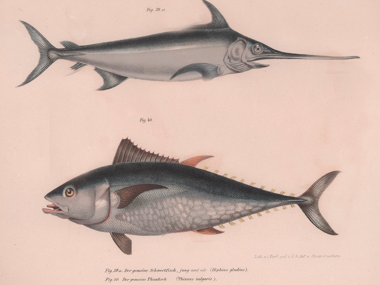 Hiphias स्वोर्डफ़िश तलवार, पतले बुल्गारिया, c.1850 द्वारा अज्ञात