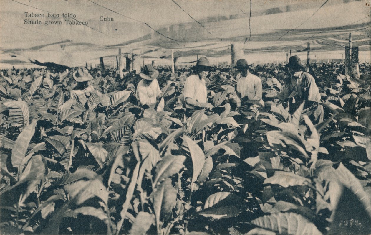 शामियाना के नीचे तंबाकू। शेड तम्बाकू उगाया - क्यूबा, c1900 द्वारा अज्ञात