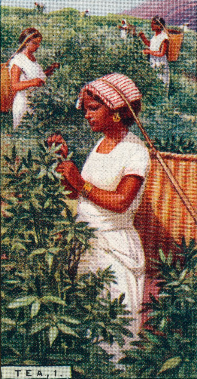 चाय, 1. - प्लकिंग द लीव्स, सीलोन, 1928 द्वारा अज्ञात