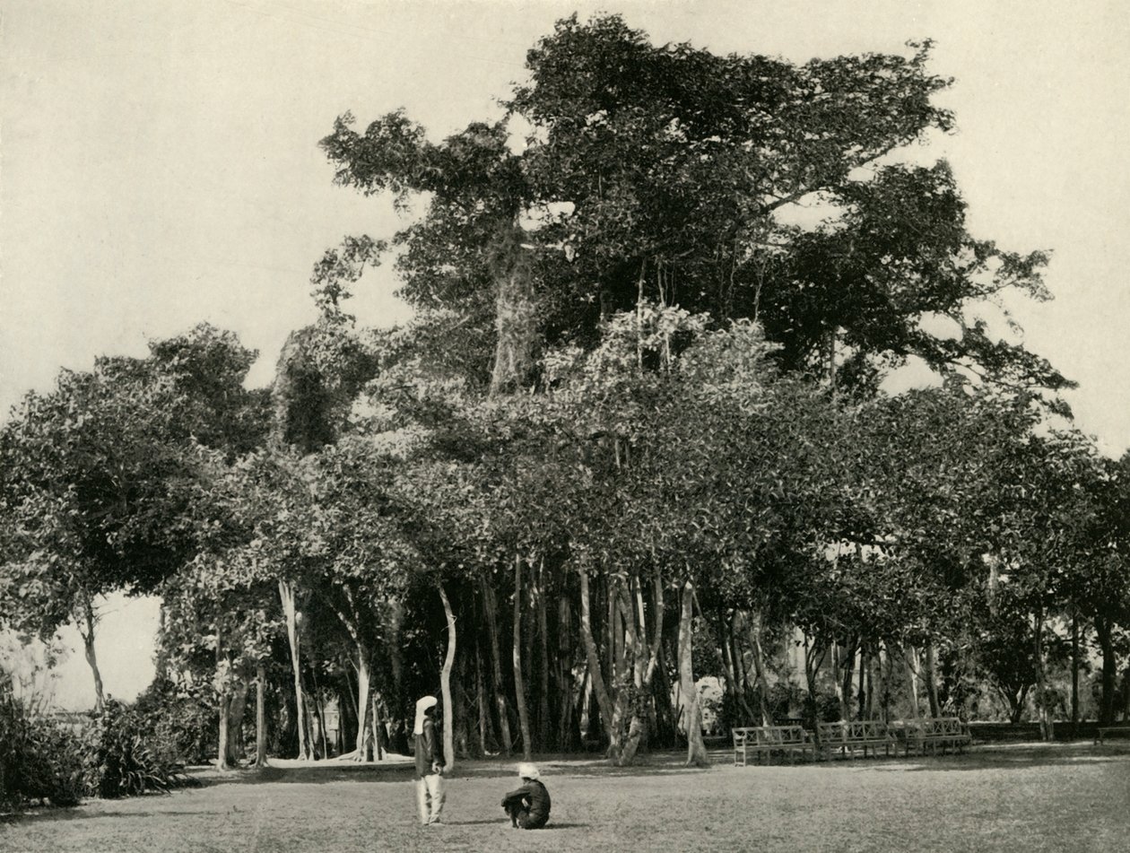 बरगद का पेड़, बैरकपुर, 1870, 1925। द्वारा अज्ञात