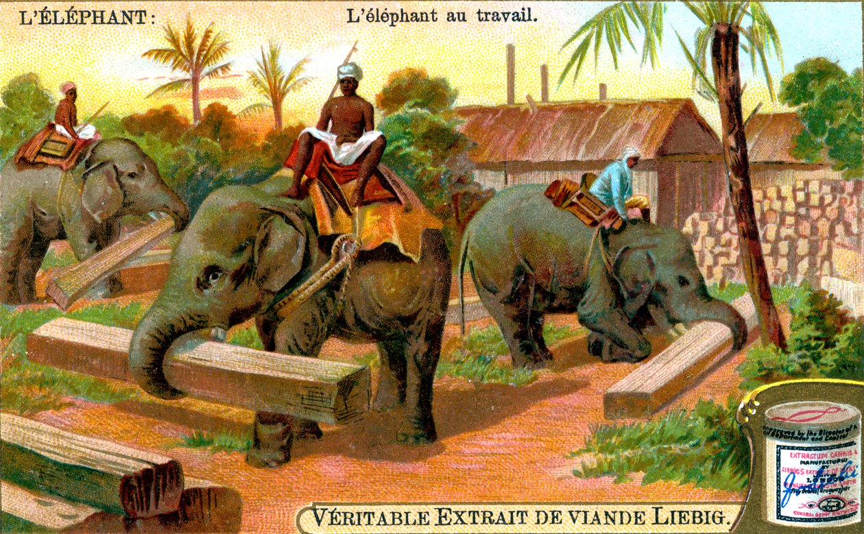 द एलीफेंट एट द वर्क, c1900 द्वारा अज्ञात