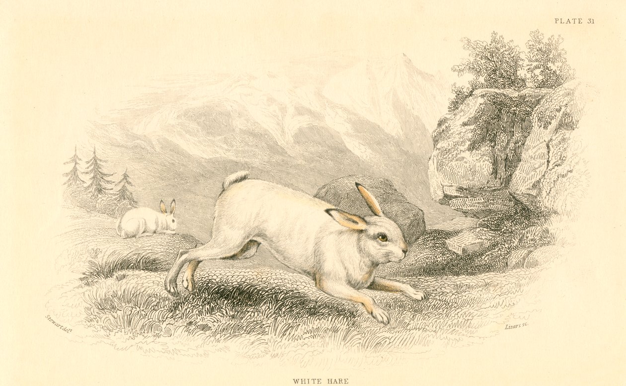 हरे लेपस यूरोपोपस, 1828 द्वारा अज्ञात