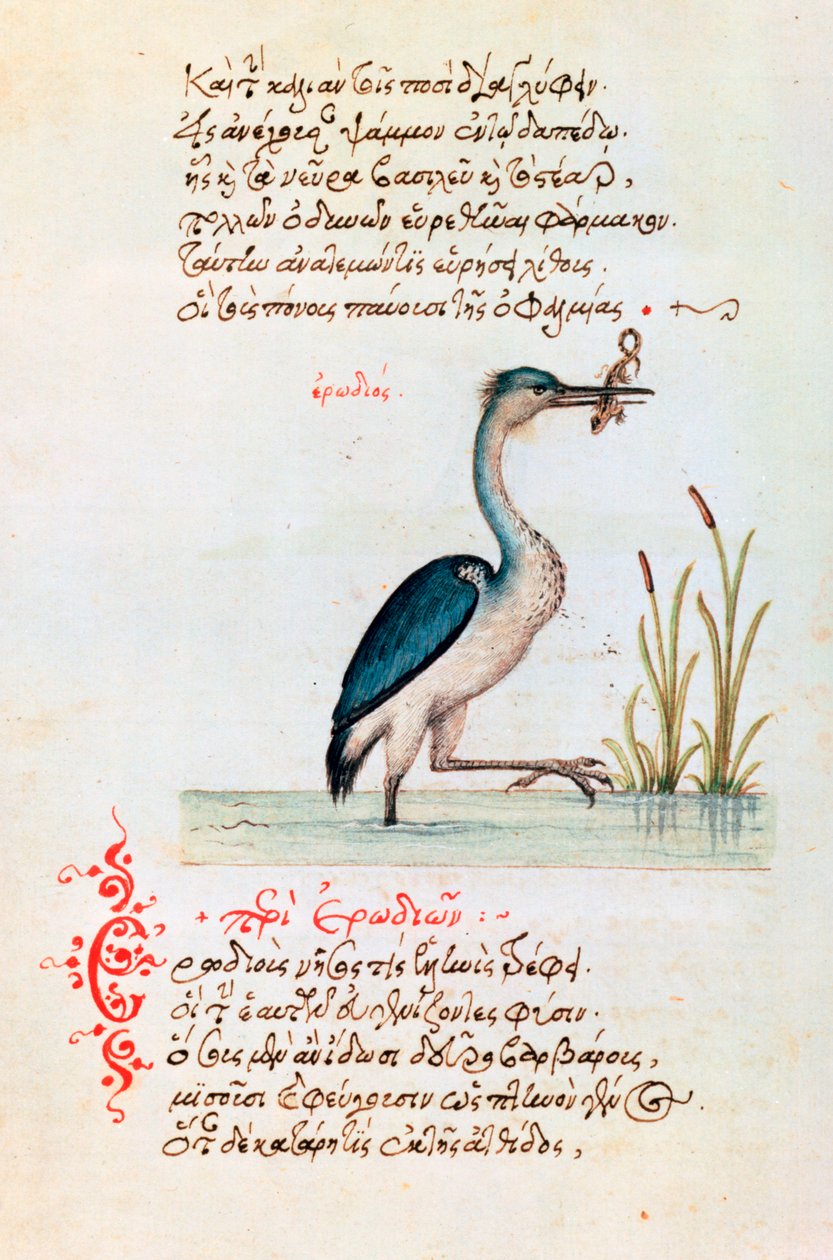द हेरॉन, 1564 द्वारा अज्ञात
