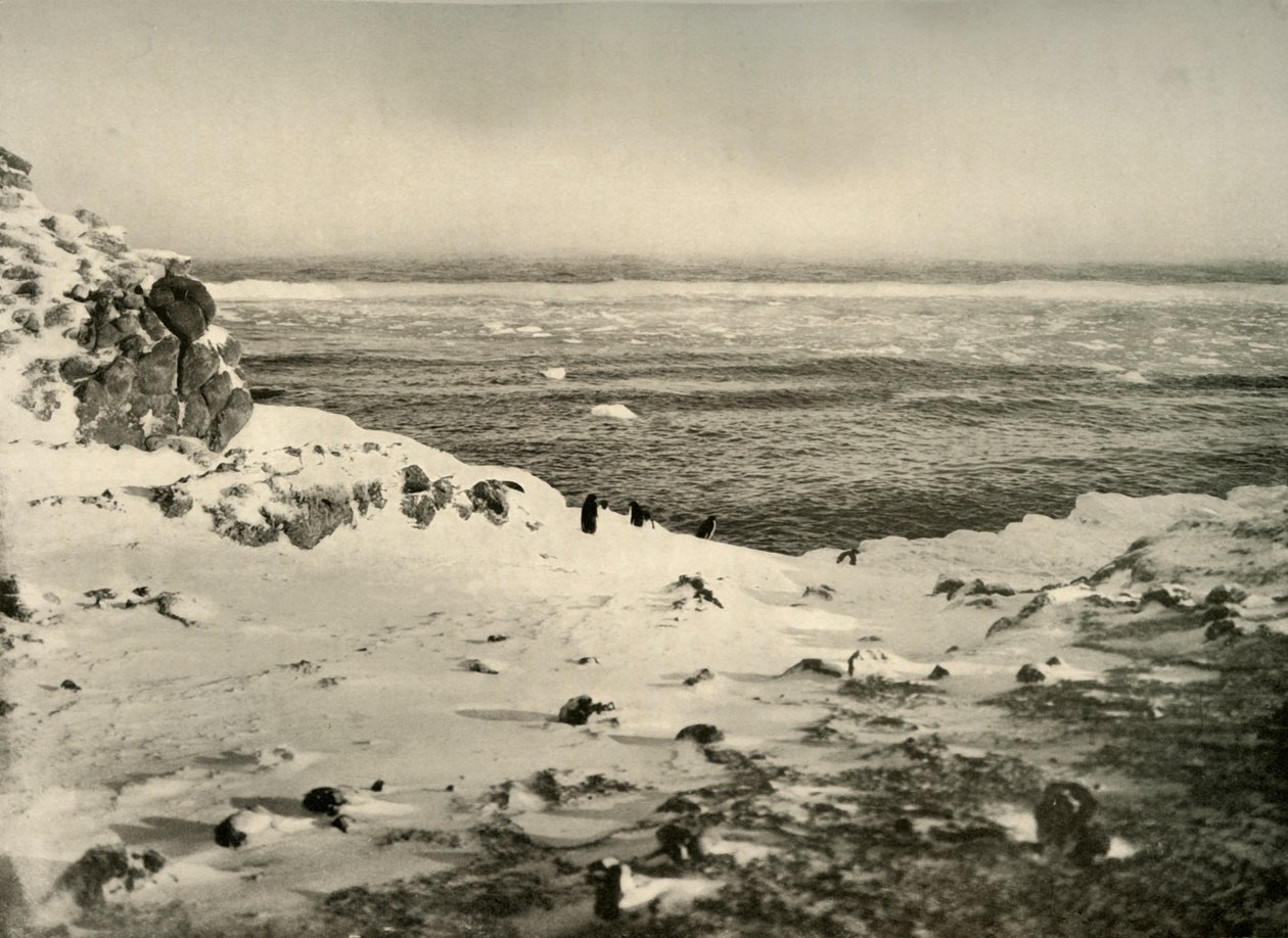 मार्च में उनके प्रवास से ठीक पहले पेंगुइन की अंतिम तिथि, c1908, 1909। द्वारा अज्ञात