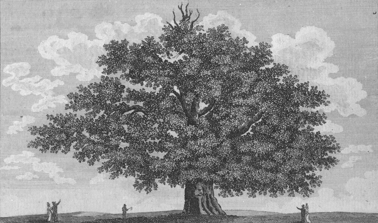 द पेंसहर्स्ट ओक, 1794 द्वारा अज्ञात