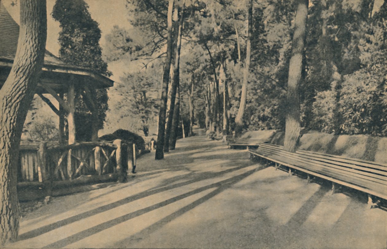 द पाइन वॉक, 1929 द्वारा अज्ञात