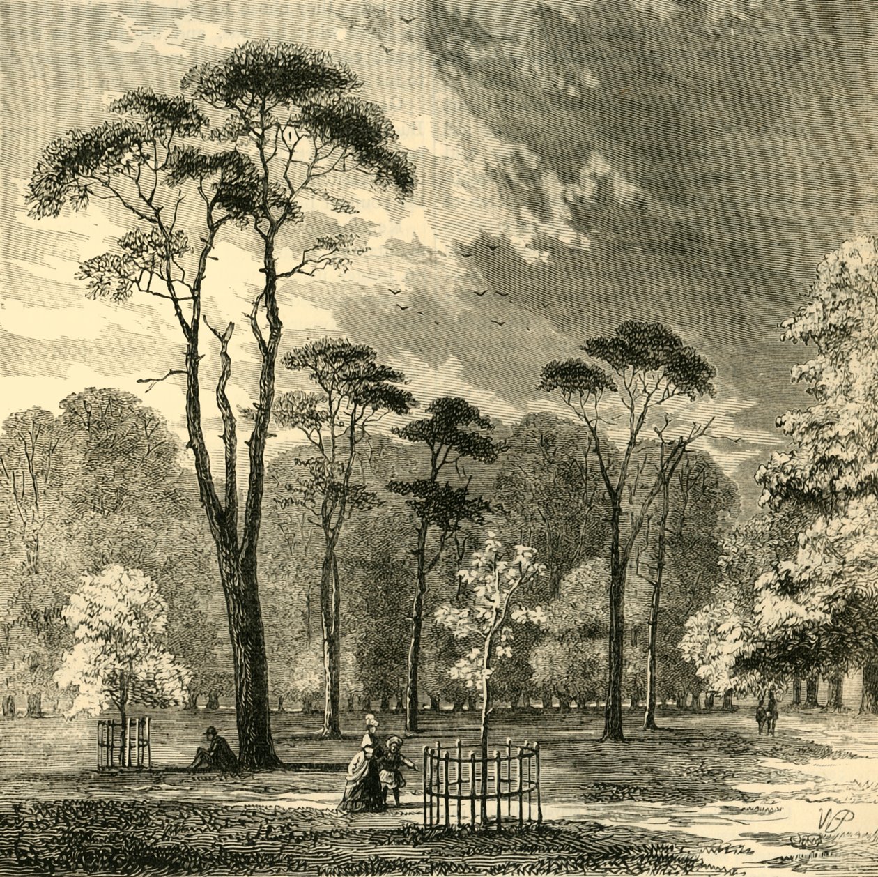 स्कॉच फ़िर, केंसिंग्टन गार्डन, c1876। द्वारा अज्ञात