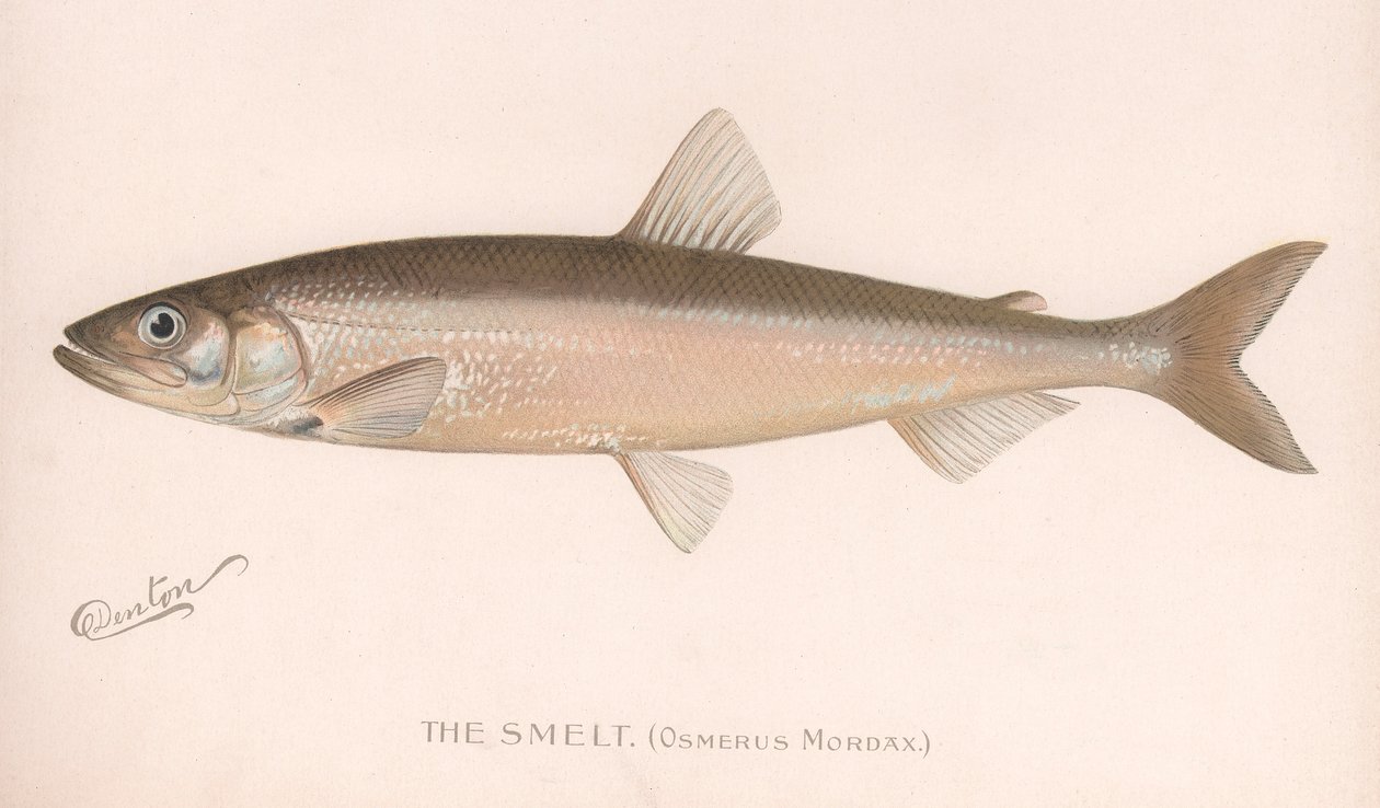 Smee Osmerus Mordacious।, C.1920 द्वारा अज्ञात