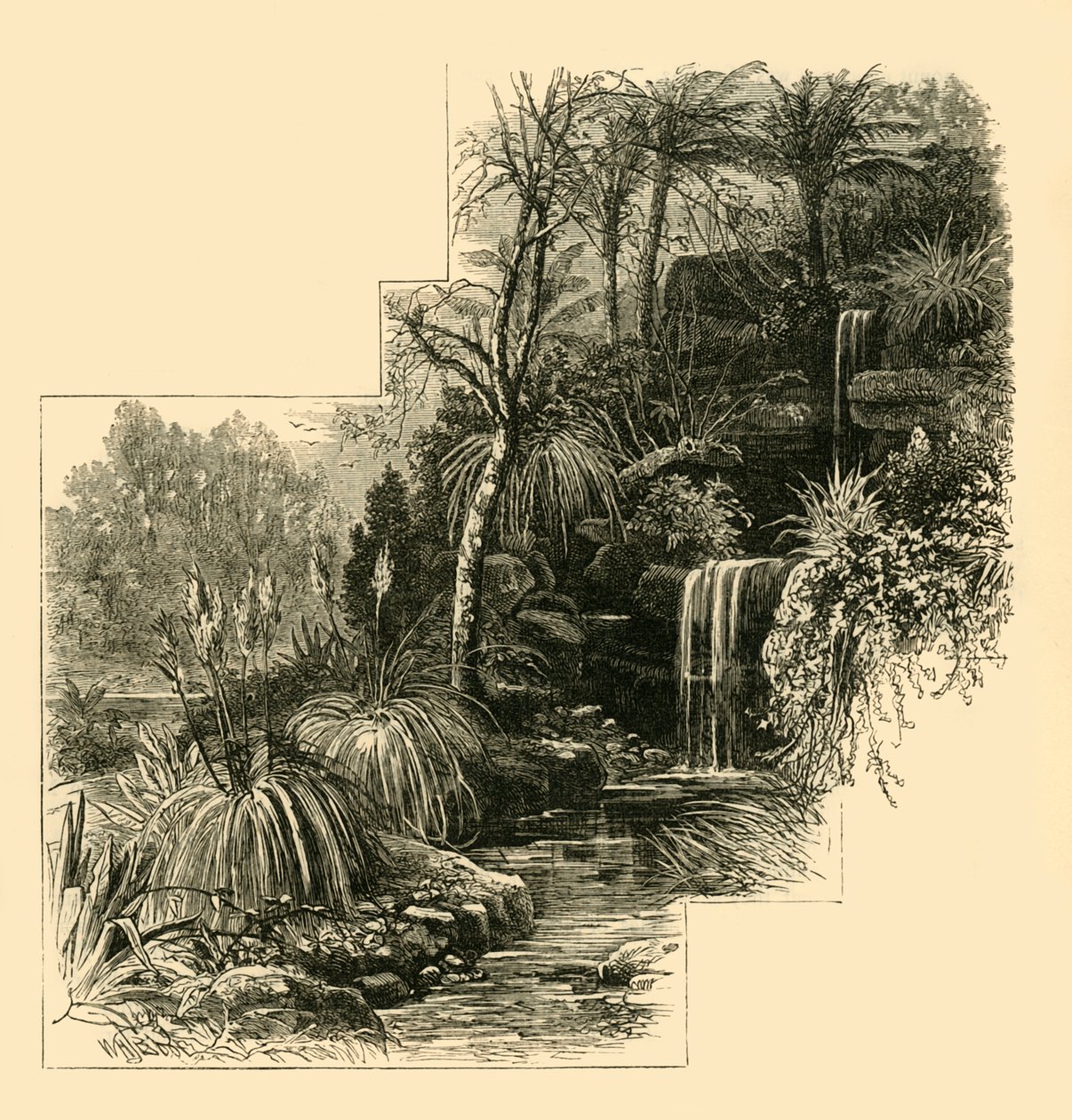 द ट्रॉपिकल गार्डन, बैटरसी पार्क, c1878। द्वारा अज्ञात