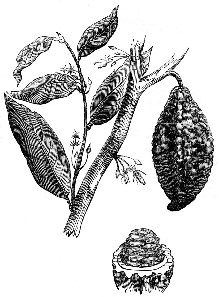 चॉकलेट नट ट्री, 1886 द्वारा अज्ञात