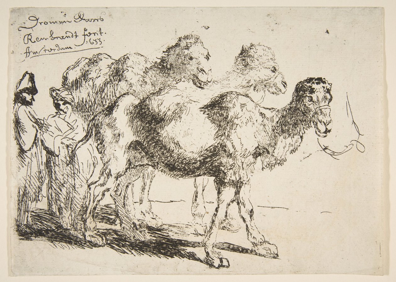 तीन Dromedaries.nd द्वारा अज्ञात