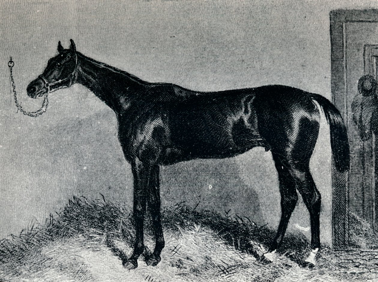 टिम व्हिफ़लर, c1860s, 1911 द्वारा अज्ञात