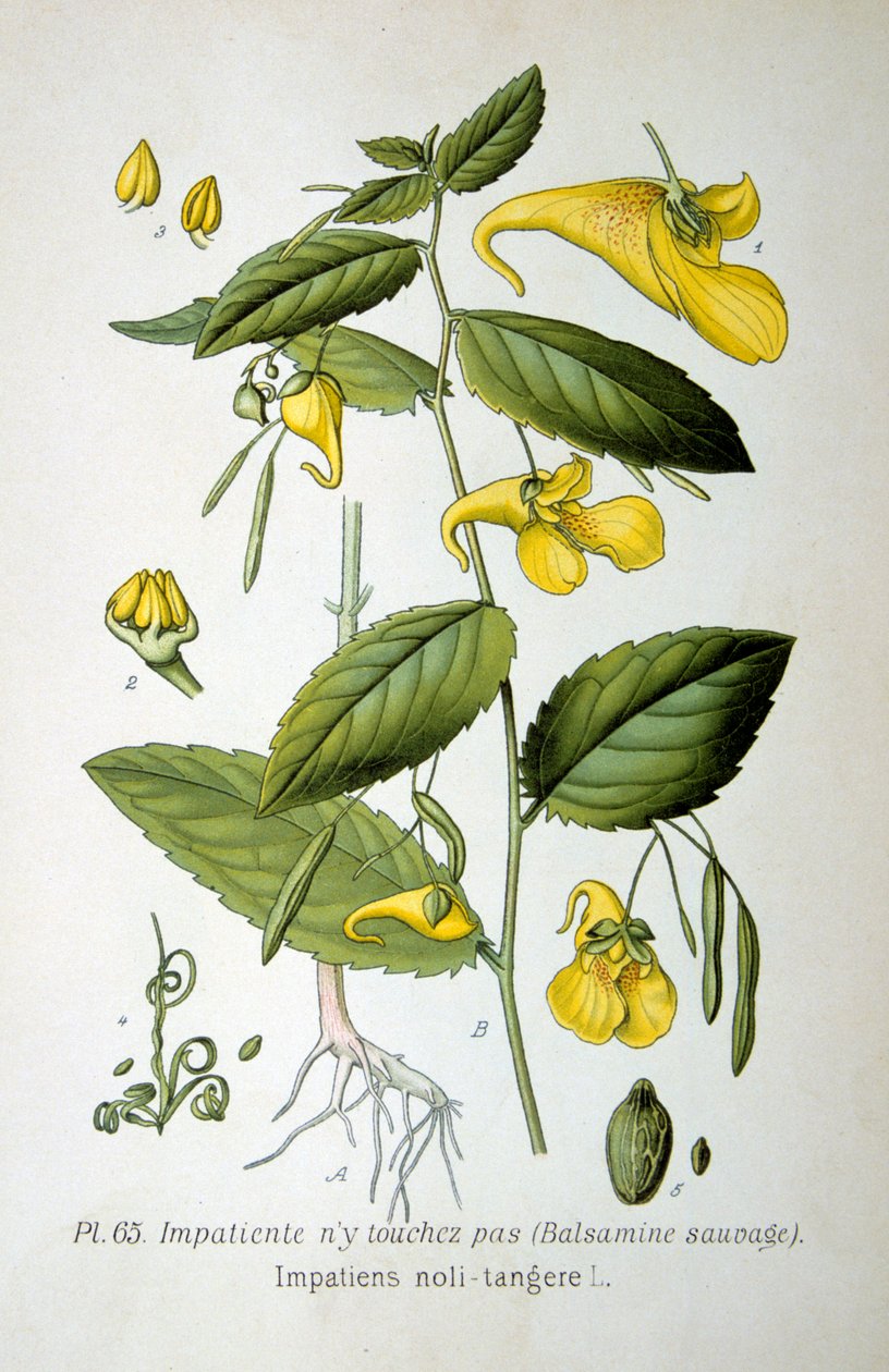 टच-मी-नॉट बलसम, 1893 द्वारा अज्ञात