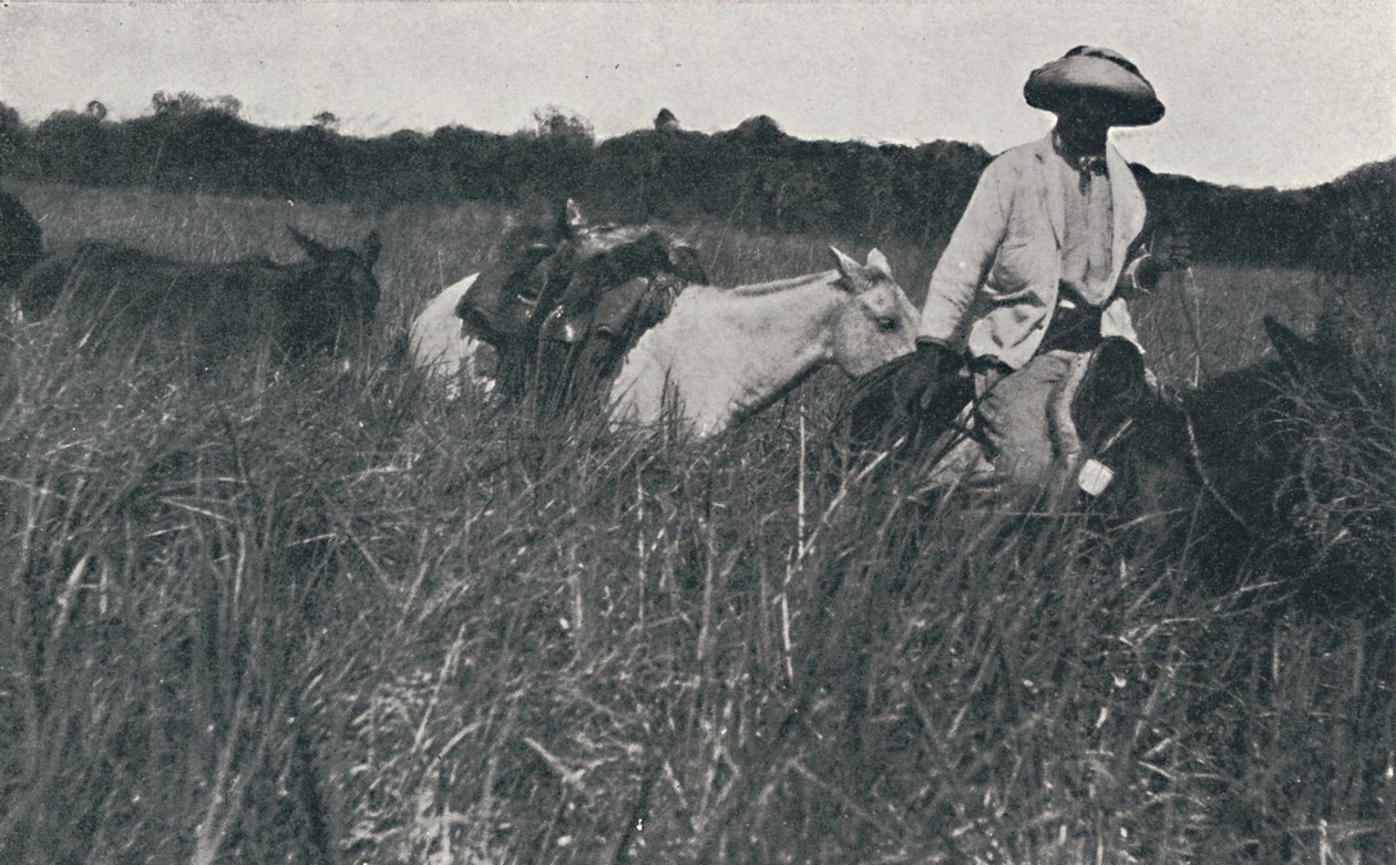 पम्पास, 1916 पर यात्रा करें द्वारा अज्ञात
