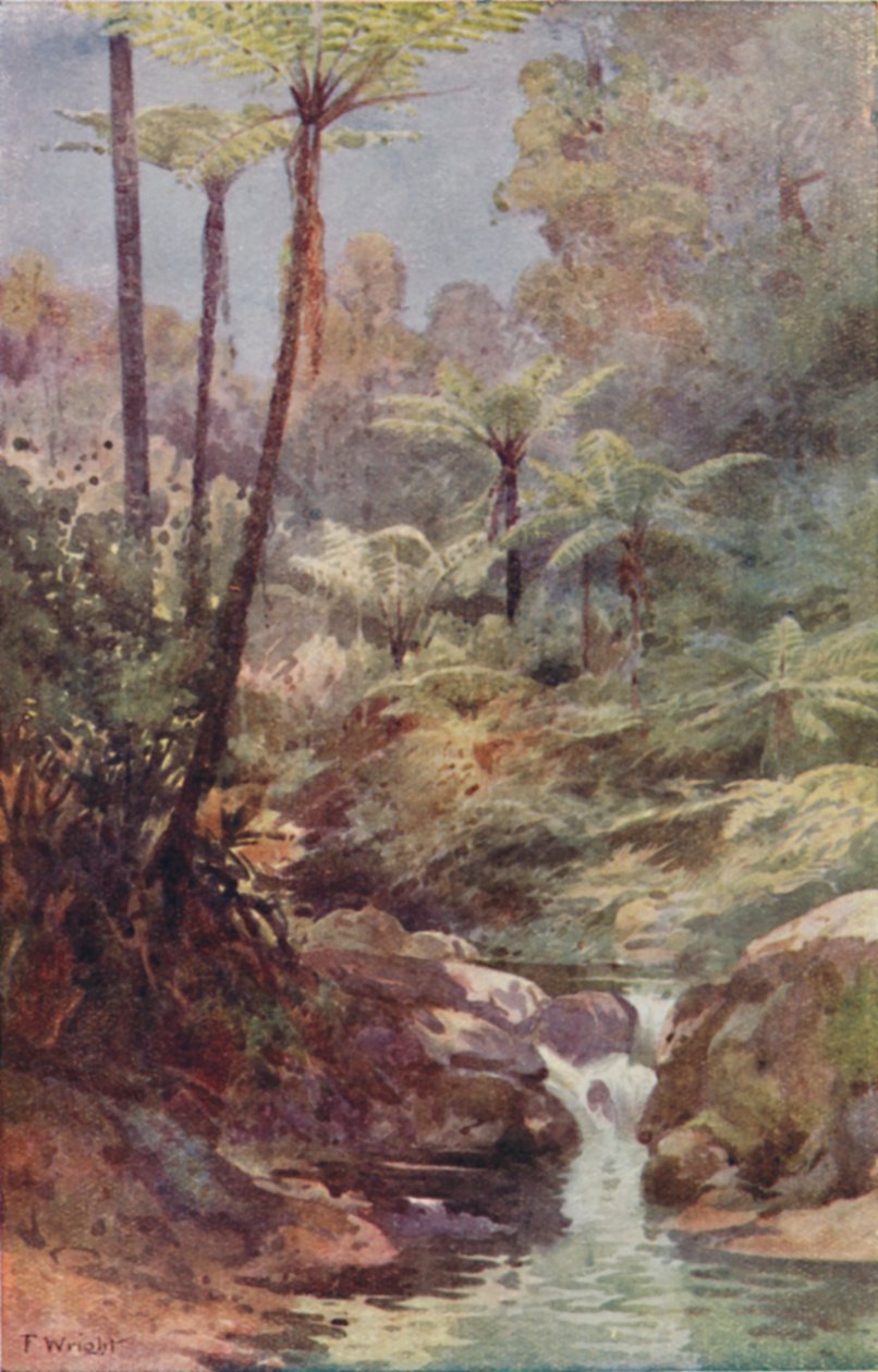 ट्री-फर्न्स, 1923। द्वारा अज्ञात