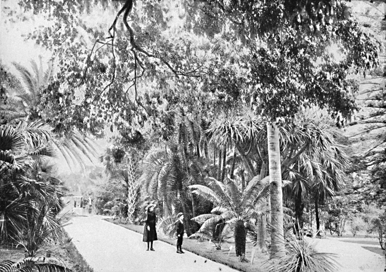 बॉटनिकल गार्डन में उष्णकटिबंधीय हथेलियों और फर्न्स, c1900। द्वारा अज्ञात