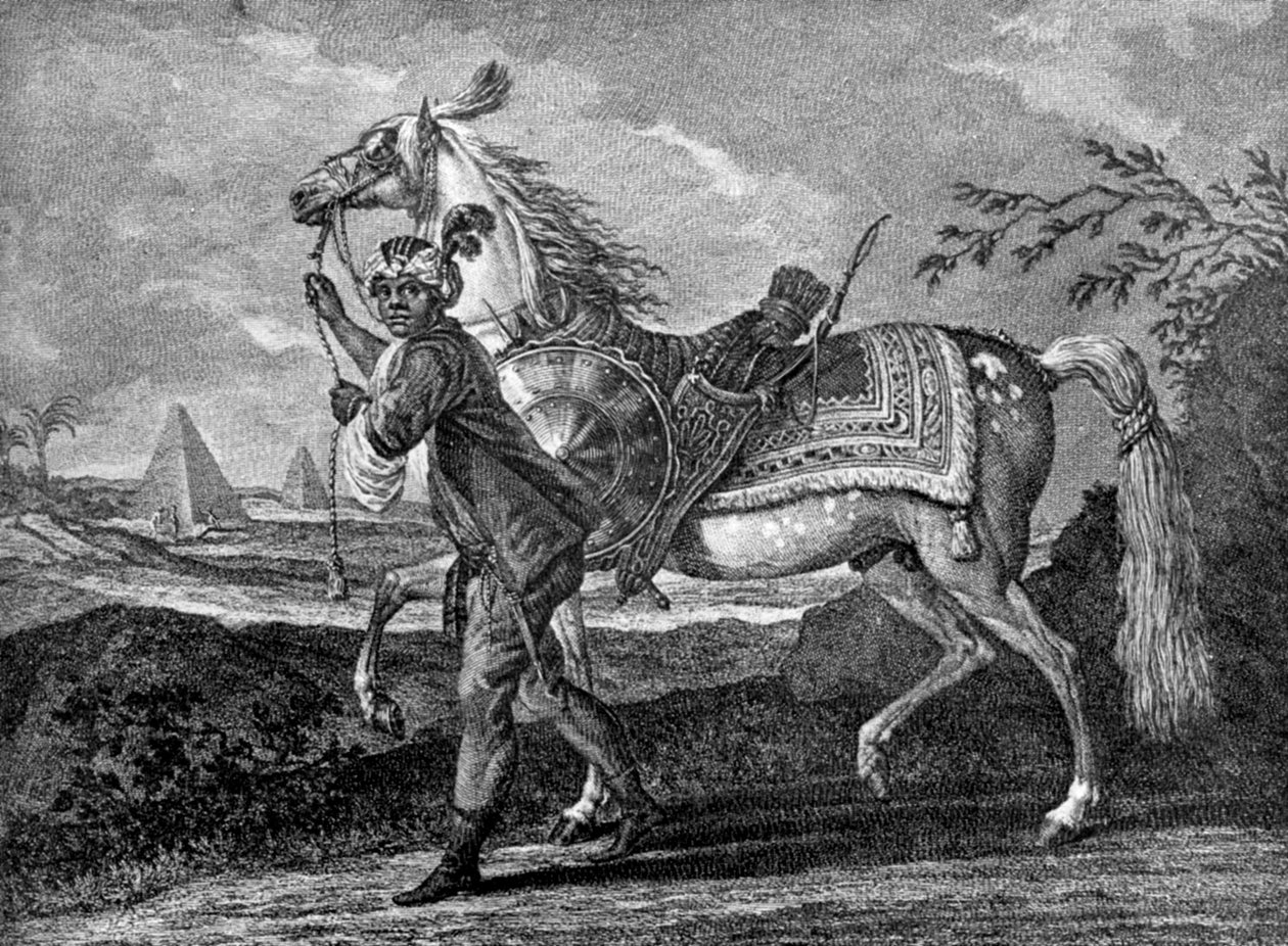तुर्की अरब का घोड़ा, 1722 1938 द्वारा अज्ञात