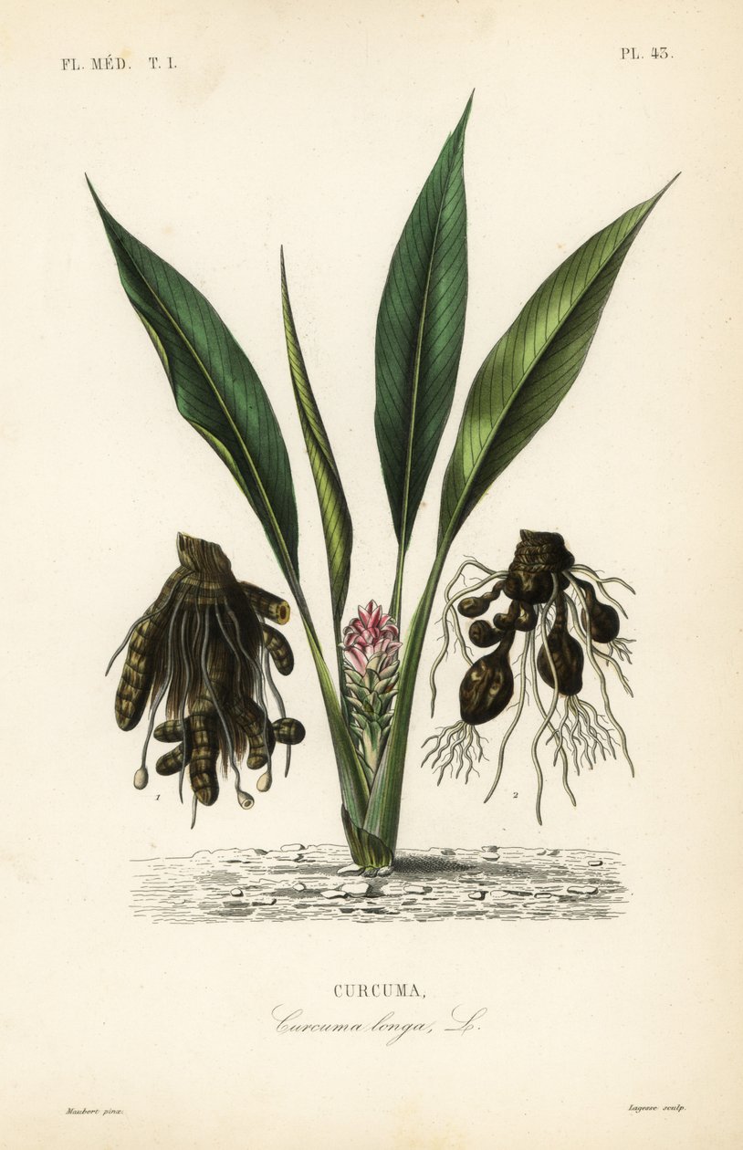 हल्दी या या, Curcuma longa, Curcuma द्वारा अज्ञात