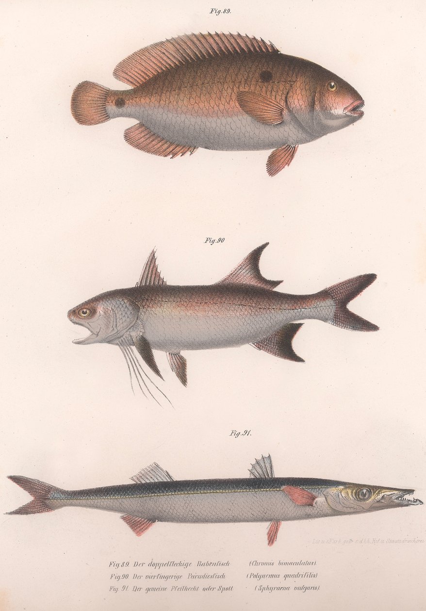 दो-स्पॉट बिमाक्यूलस, अफ्रीकी रेडफिन, कॉमन बाराकुडा, c.1850s द्वारा अज्ञात