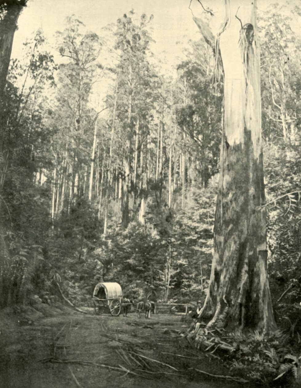 अंकल सैम, 1901। द्वारा अज्ञात