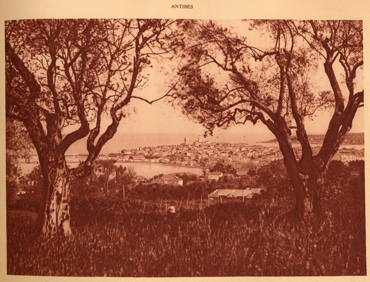 1930 के दशक से लेकर अब तक के जैतून-पेड़ों को देखें। द्वारा अज्ञात