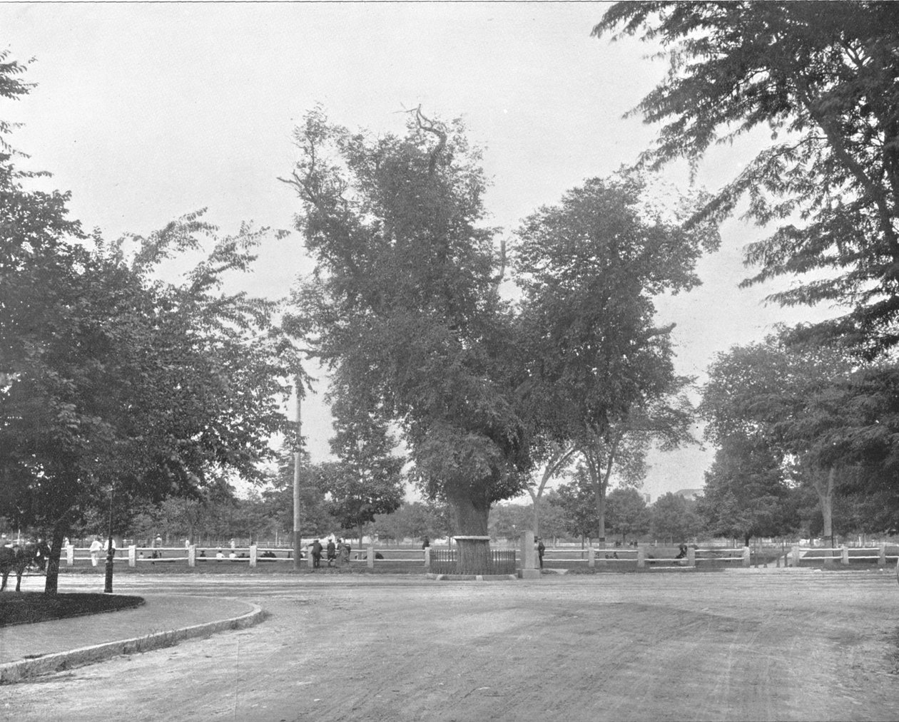 वाशिंगटन एल्म, कैम्ब्रिज, मैसाचुसेट्स, संयुक्त राज्य अमेरिका, c1900। द्वारा अज्ञात
