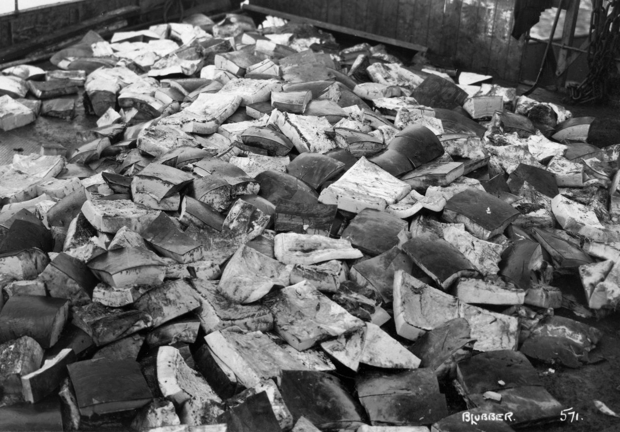 व्हेल ब्लबर, मैग्डलीन बे, स्पिट्जबर्गेन, नॉर्वे, 1929 द्वारा अज्ञात