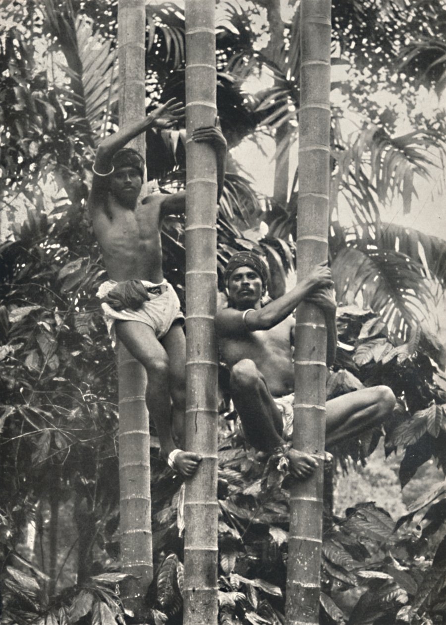 सीलोन कैसे नारियल हथेलियों पर चढ़ते हैं, 1926 द्वारा अज्ञात