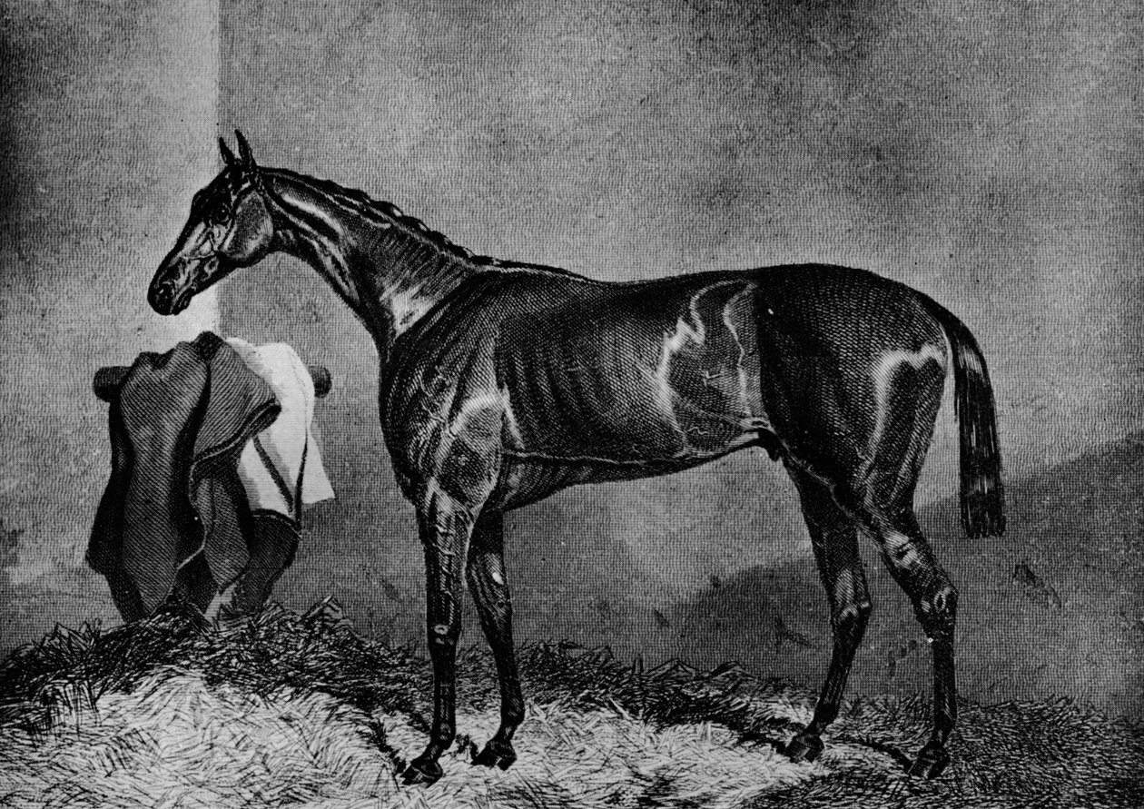 वाइल्ड डेयरेल, 1852-1870, 1911 द्वारा अज्ञात
