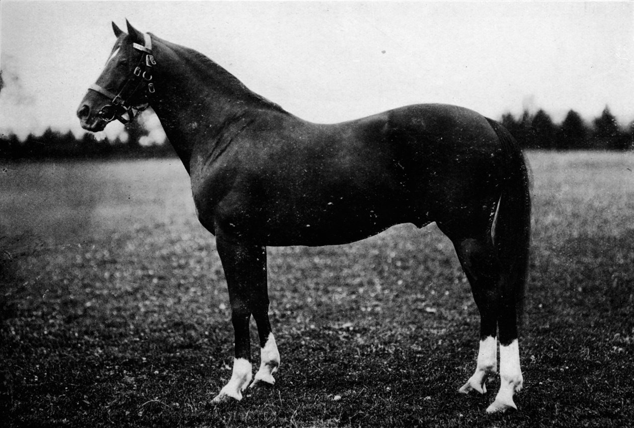 वाइल्डफॉवलर, 19 वीं सदी, 1911 द्वारा अज्ञात