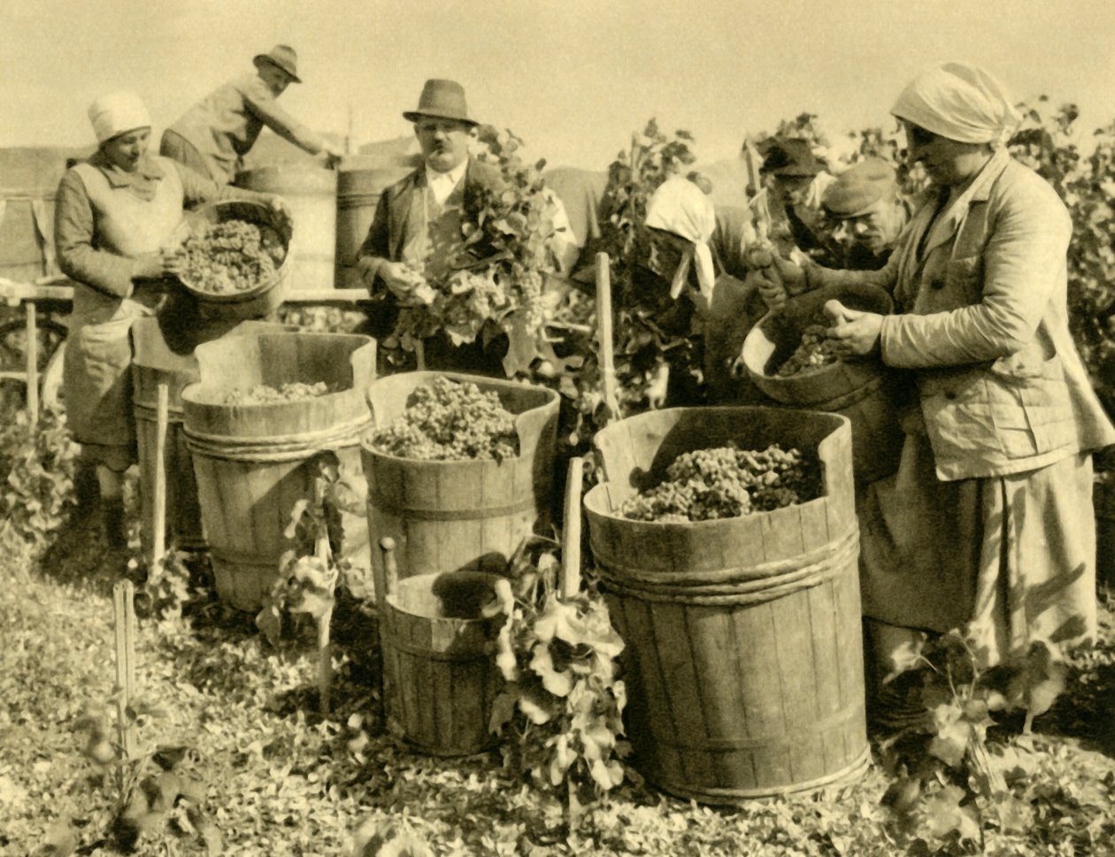 बेडन बी वाईन, लोअर ऑस्ट्रिया, c1935 के पास शराब की फसल। द्वारा अज्ञात