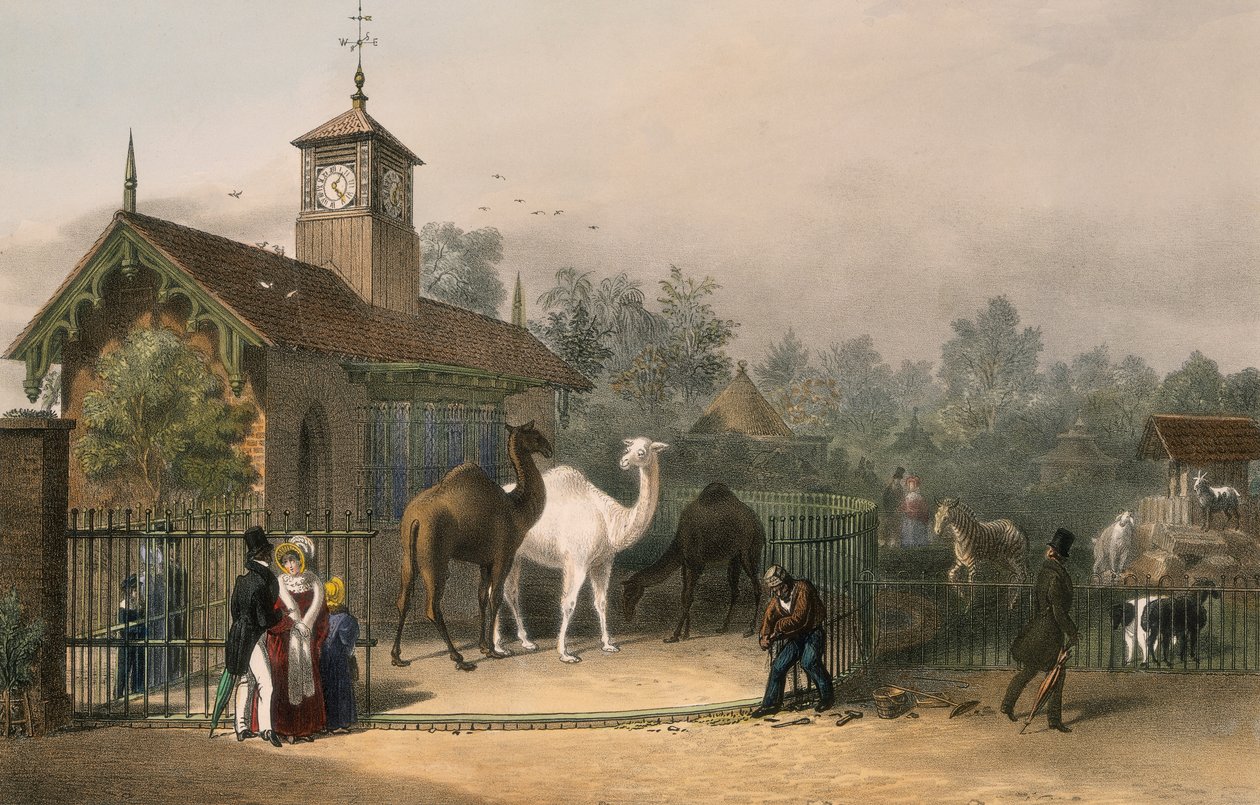 जूलॉजिकल गार्डन, रीजेंट पार्क, मैरीलेबोन, लंदन, 1835 द्वारा अज्ञात