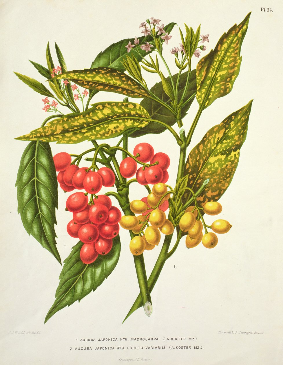 A Kuba (19 वीं शताब्दी) (प्रिंट) द्वारा Aucuba japonica हाइब्रिड मैक्रोकार्पा और फ्रुक्टु वैराबिली द्वारा अज्ञात अज्ञात