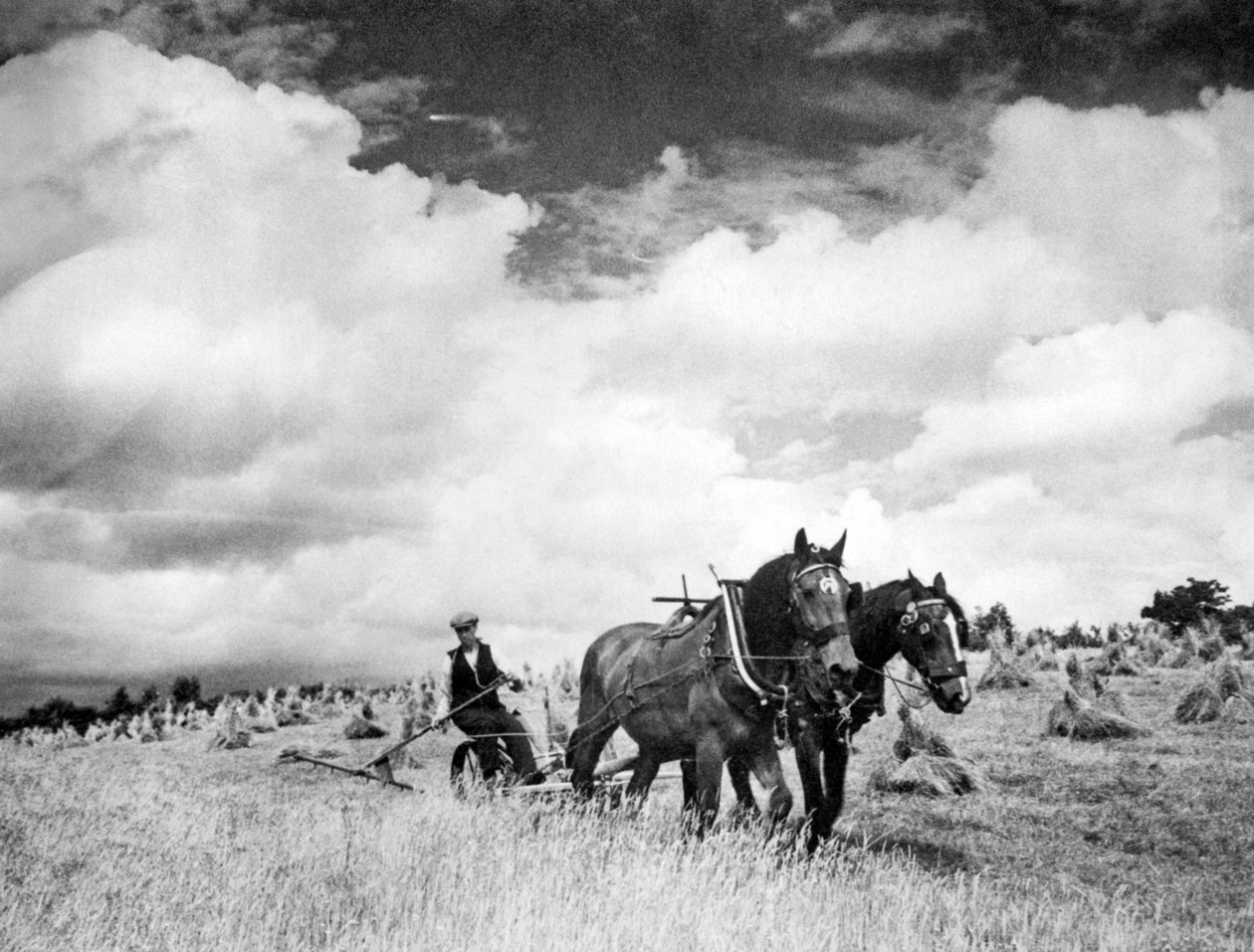 हार्वेस्टिंग आयरिश राई ग्रास, 1940 द्वारा अज्ञात अज्ञात