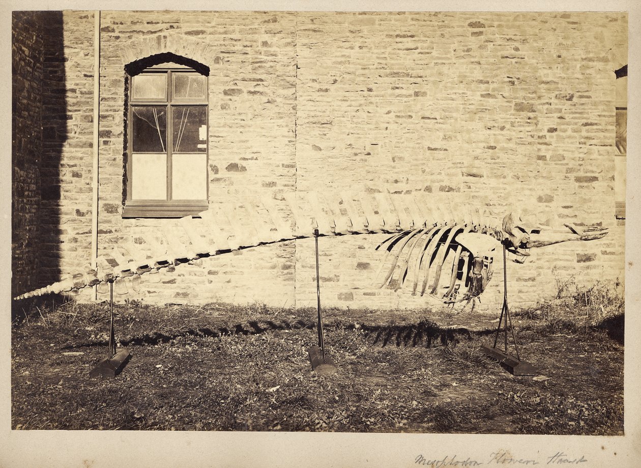 मेसोप्लोडोन फूली हास्ट, 1870 के अंत में द्वारा अज्ञात अज्ञात