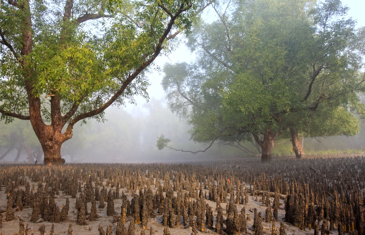 सुंदरबन द्वारा अज्ञात अज्ञात