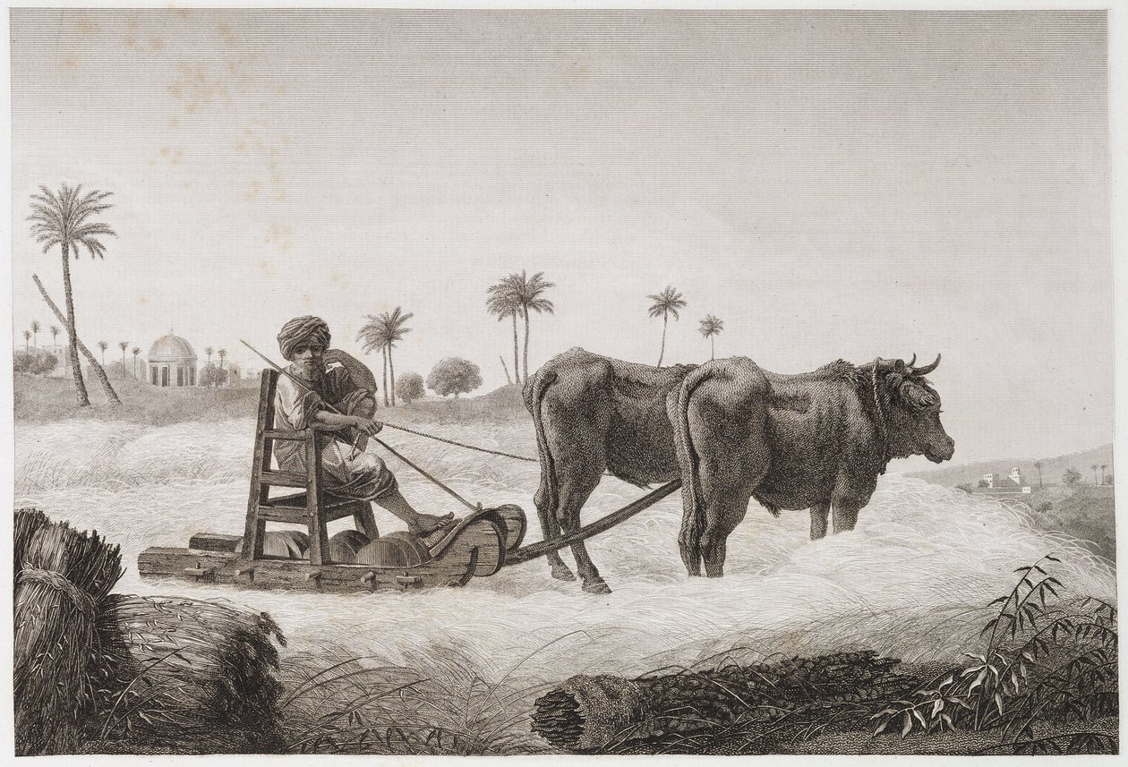 कृषि योग्य खेती, हार्वेस्टिंग थ्रेशिंग मशीन, मिस्र, c 1798 द्वारा अज्ञात