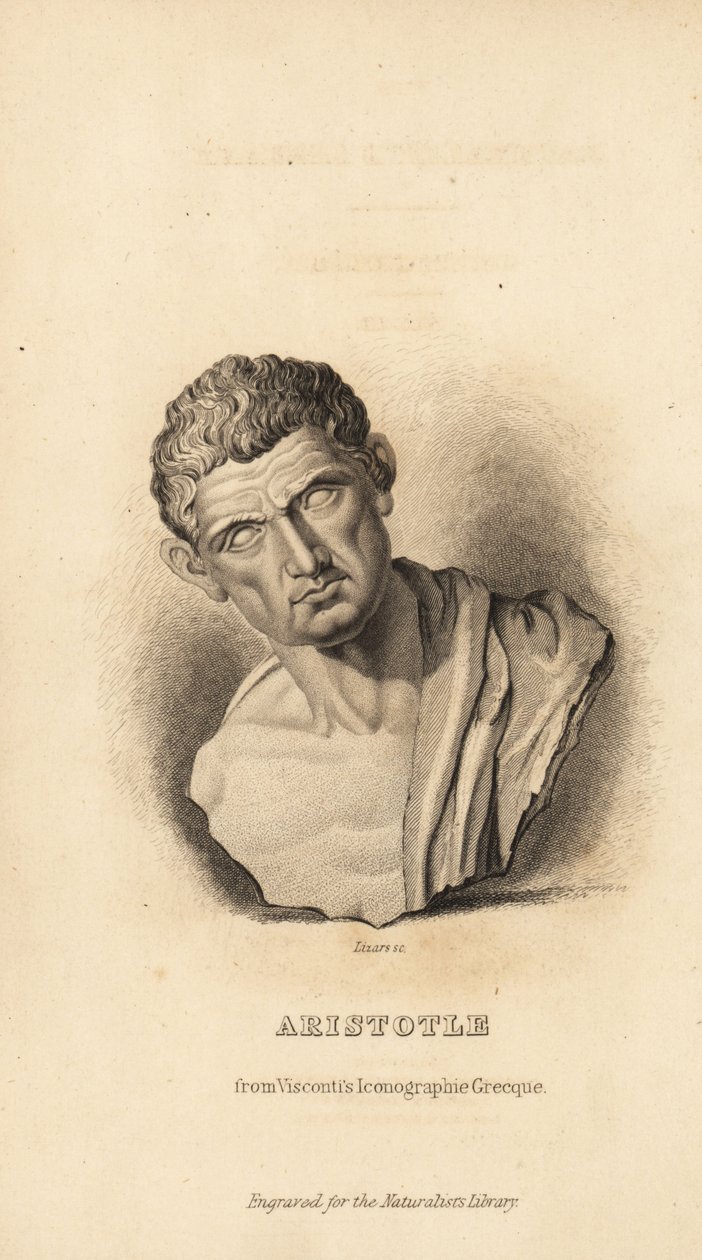 आर्टिस्टोटल, यूनानी दार्शनिक और प्रकृतिवादी, 384-322BC द्वारा अज्ञात