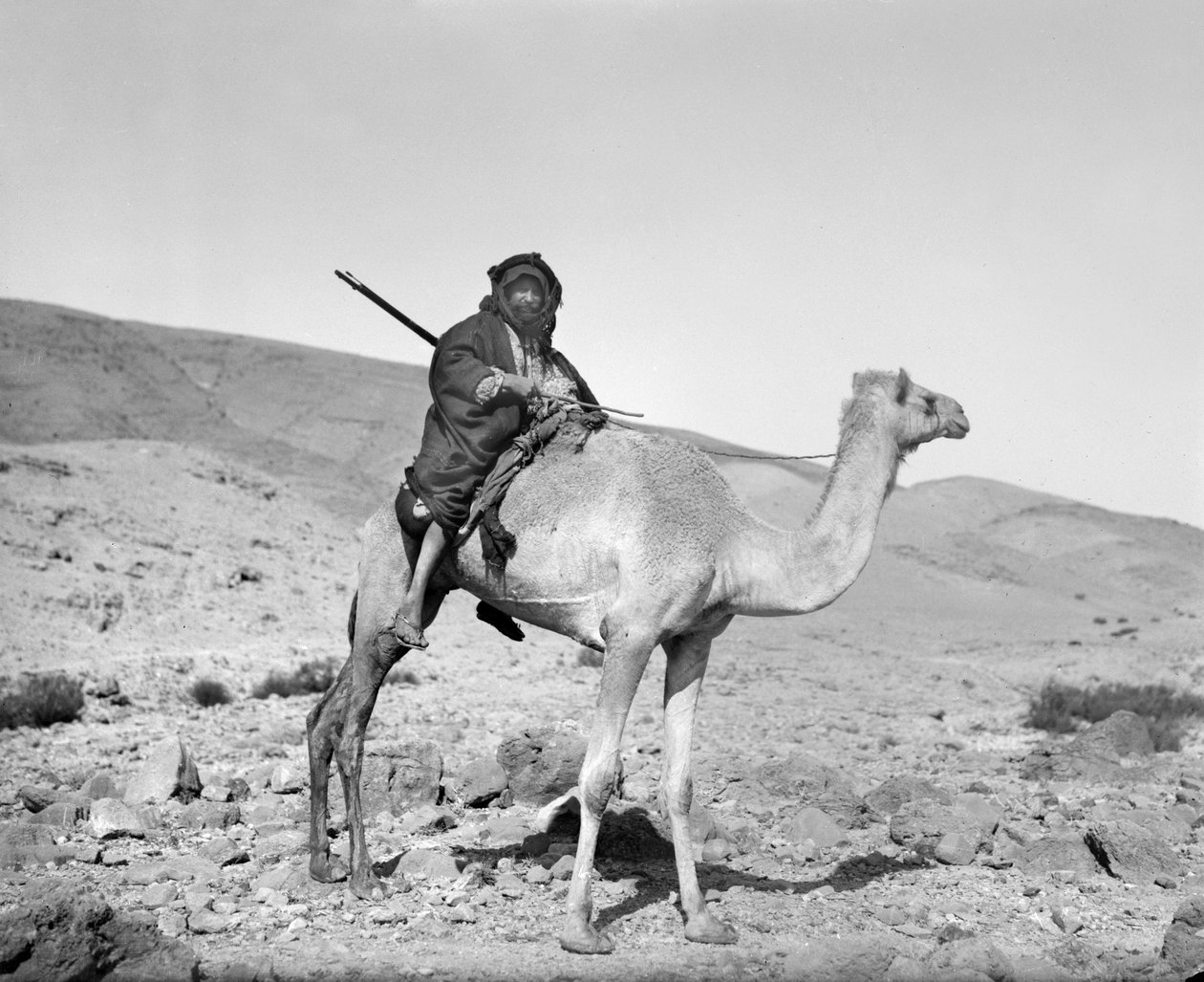 बेडौइन ऊंट की सवारी करते हुए, c.1936 (b/w फोटो) द्वारा अज्ञात
