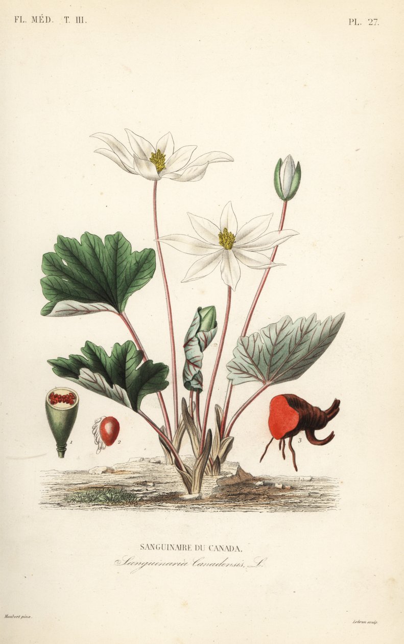 Bloodroot, Sanguinaria canadensis, कैनेडियन ब्लडरूट द्वारा अज्ञात