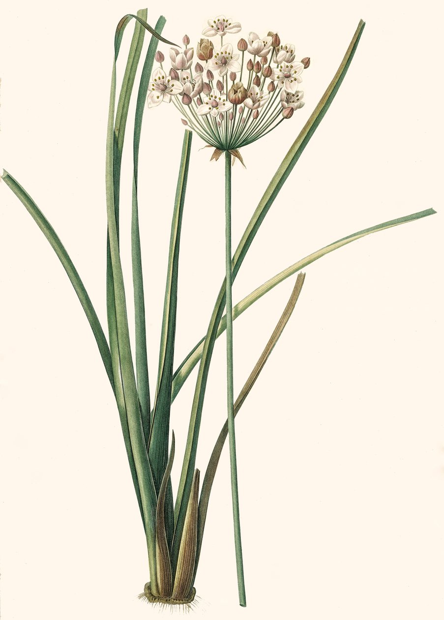 वानस्पतिक चित्रण/Rdoute/butomus umbellatus/Umbelly Butome/फूल चूड़ी द्वारा अज्ञात