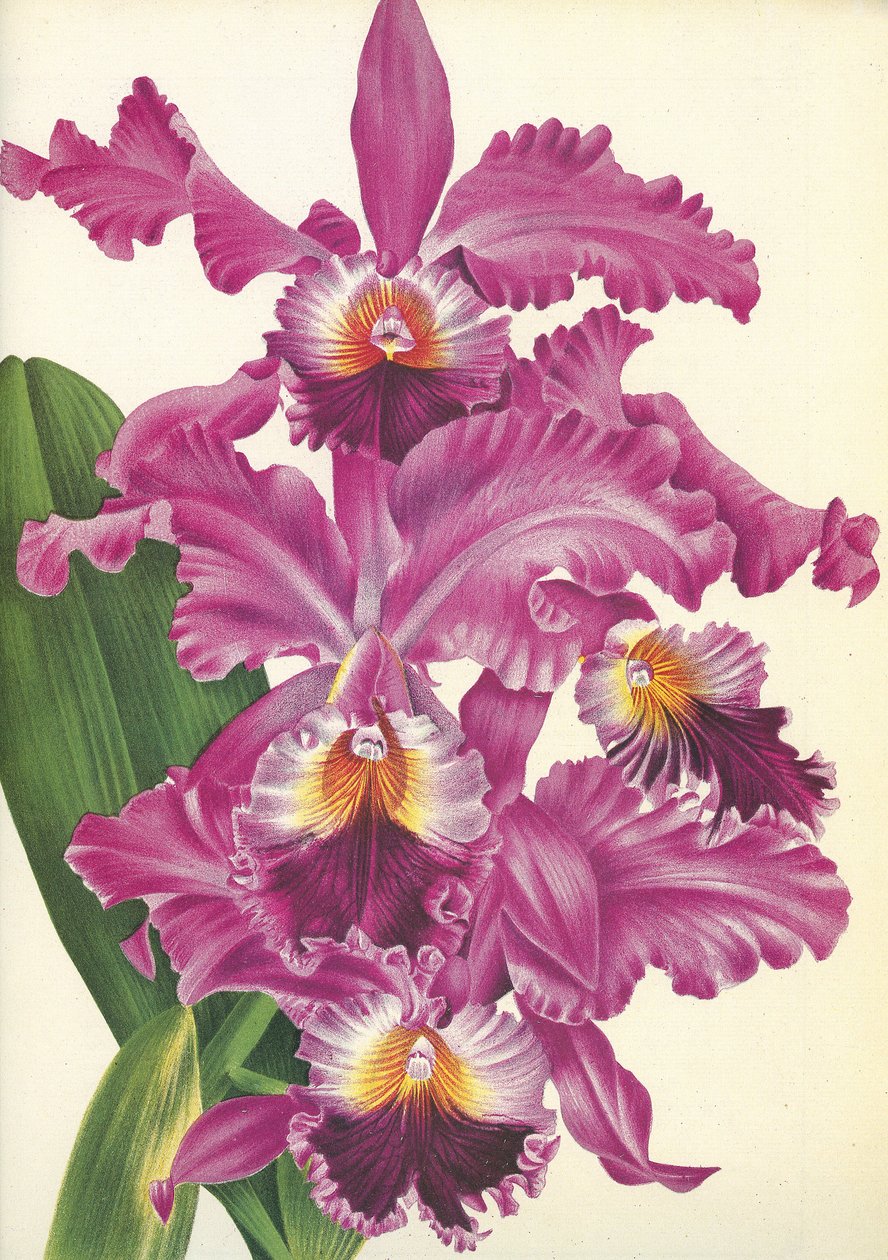 वानस्पतिक बोर्ड / Cattleya Labiata var। परफेक्टा / लिंडेनिया द्वारा अज्ञात