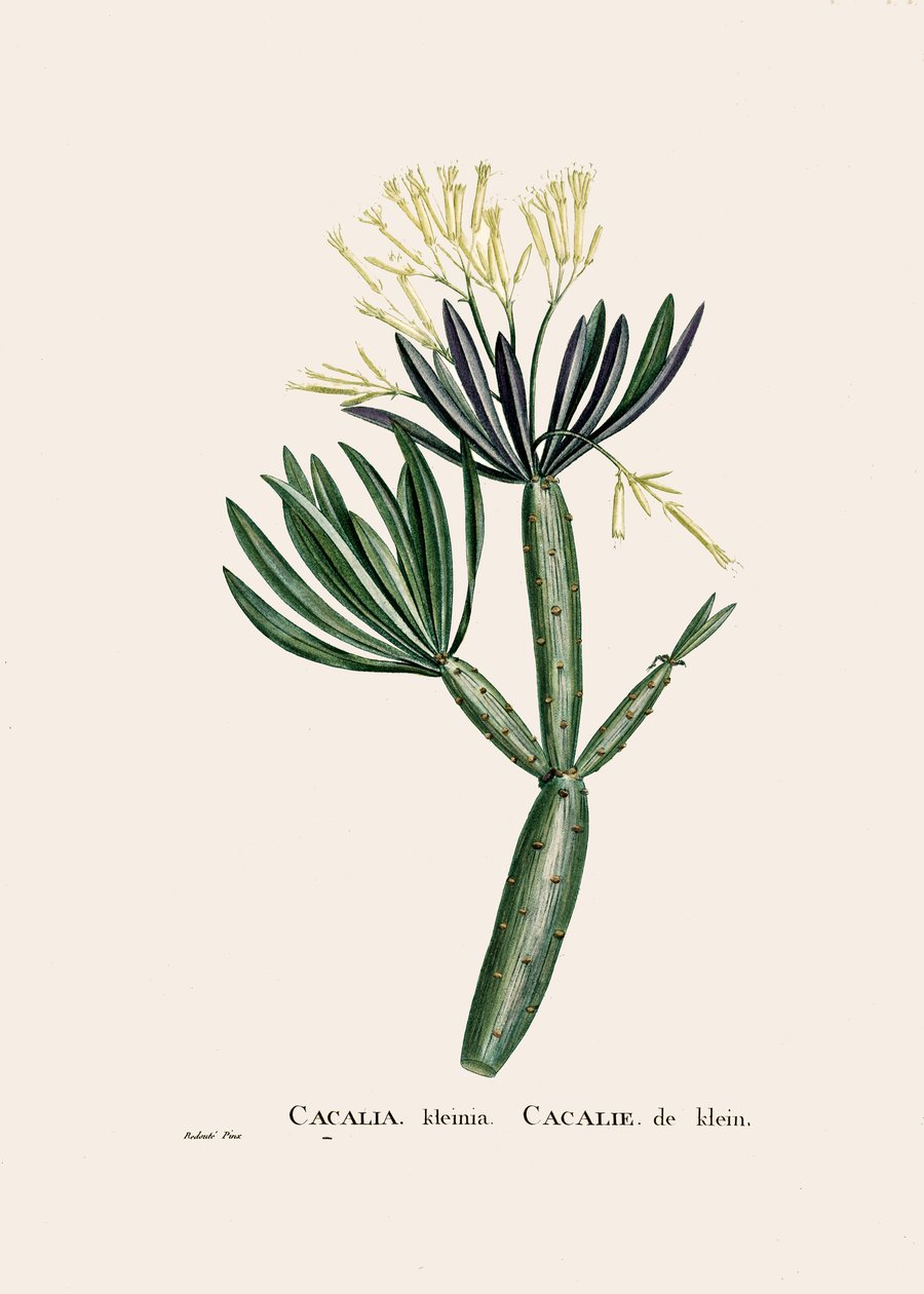 वानस्पतिक चित्रण/Redoubt/Senecio kleinia/Senecon द्वारा अज्ञात कलाकार