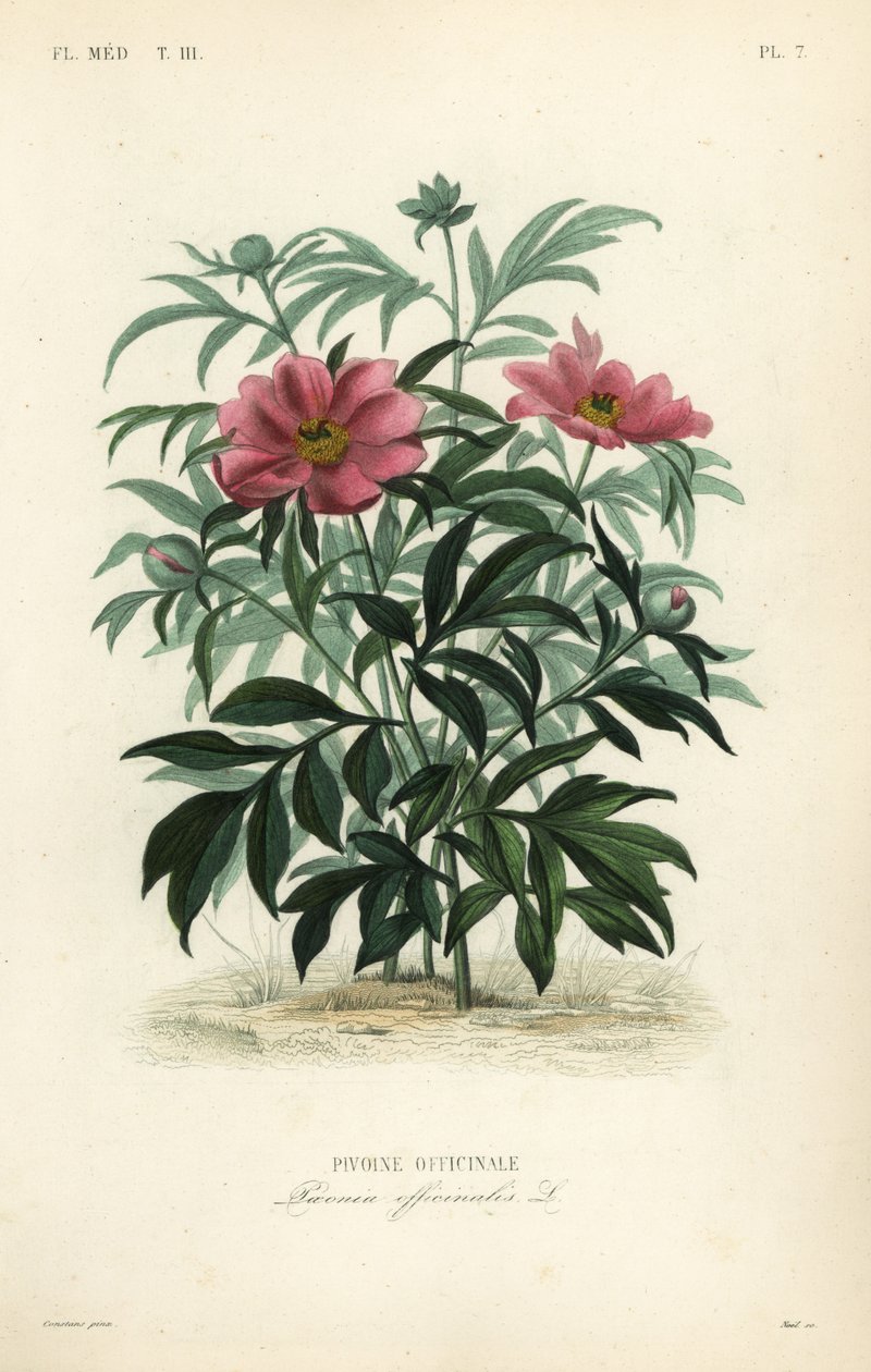 आम peony या उद्यान peony, Paeonia officinalis, Pivoine officinale द्वारा अज्ञात