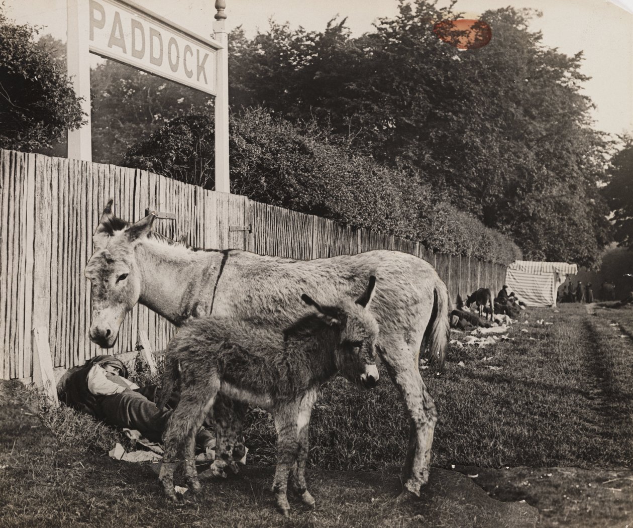 दो गधों का सम्मिश्रण, c 1909 द्वारा अज्ञात