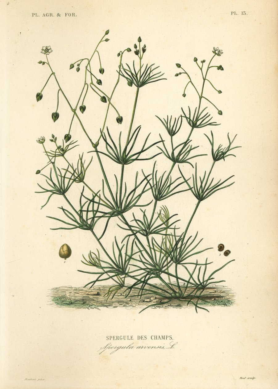 मकई spurry, Spergula arvensis, फील्ड शतावरी द्वारा अज्ञात