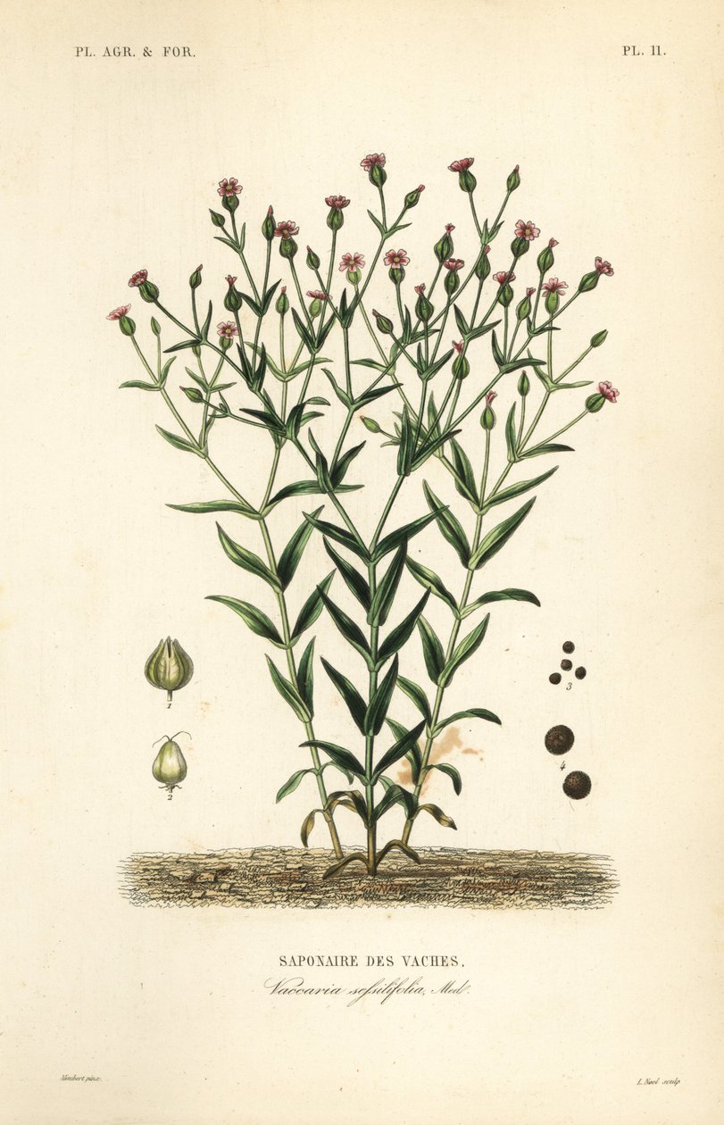 Cowherb, Vaccaria hispanica, Vaccaria sessilifolia, Saponaire des Vaches द्वारा अज्ञात