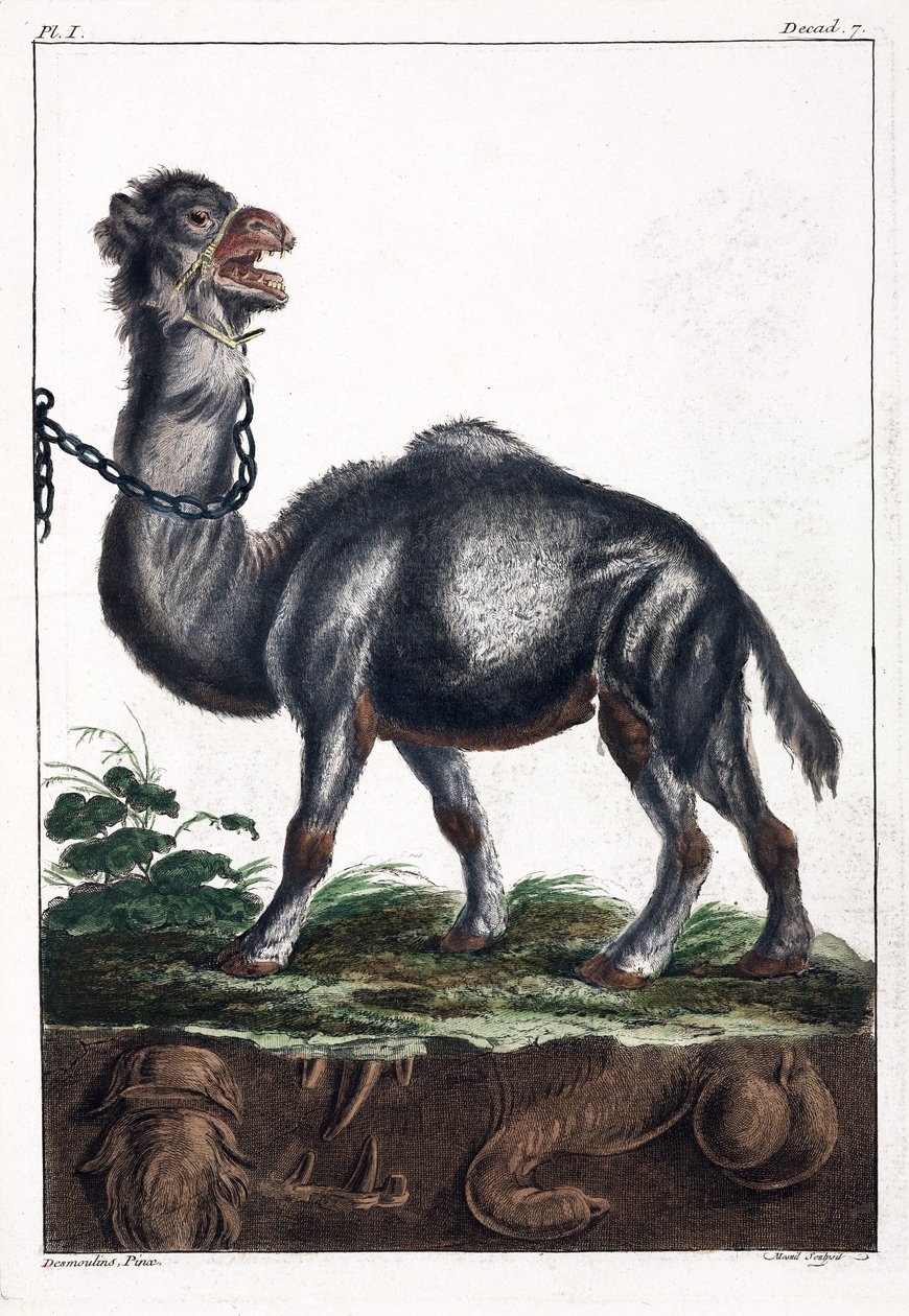 साँड़नी द्वारा अज्ञात